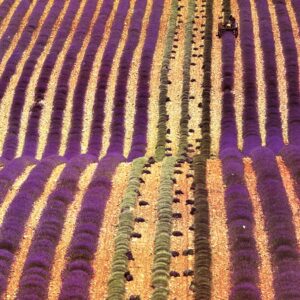 Air France, Le Champs de Lavande – L. Girard – 1987